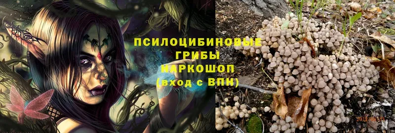 Галлюциногенные грибы Psilocybine cubensis  Лаишево 